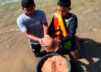 MOHD. Iman Rosli (kiri) dan sepupunya, Nor Azam Norazidin menunjukkan udang geragau hasil tangkapan 
di Pantai Cahaya Bulan (PCB), Kota Bharu. – UTUSAN/ROSLIZA MOHAMED