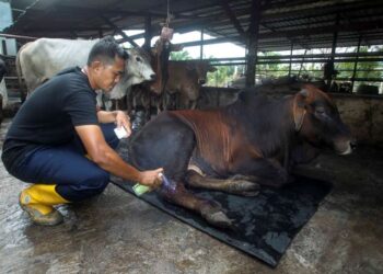 SHAHRIZAINI Karimun merawat lembu ternakannya yang mengalami kecederaan selepas kandang dinaiki air ekoran banjir di RTB Bukit Changgang di Kuala Langat, Selangor. - UTUSAN/FAISOL MUSTAFA