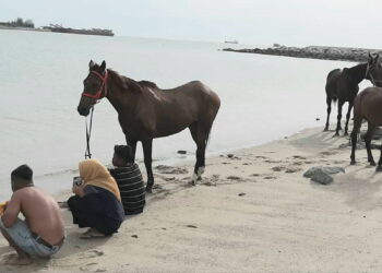 MOHD. Fitri Malik memandikan salah seekor kudanya di laut ketika pelaksanaan PKP di negeri ini ketika ditemui di pantai Dataran 1Malaysia Klebang. -UTUSAN/ AMRAN MULUP