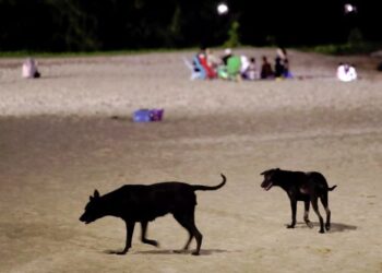 ANJING liar berkeliaran mencari sisa makanan di Pantai Klebang, Melaka. – UTUSAN/RASUL AZLI SAMAD