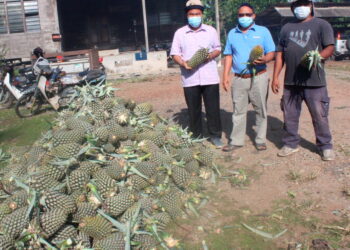 DR. Yaakob Sapari (kiri) dan Pengerusi Ladang Kelompok Tanaman Nanas Moris Ayer Baloi, Ariffin Ali (kanan) bersama-sama buah nanas Moris yang akan dihantar ke Negeri Sembilan di Kampung Parit Baru. -UTUSAN/ MUHAMMAD ZIKRI