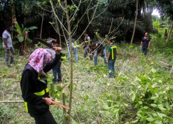 Anggota penguat kuasa menebang pokok ketum yang ditanam di Felda Lui Selatan, Jempol hari ini. UTUSAN/MUHAMMAD IZZAT TERMIZIE