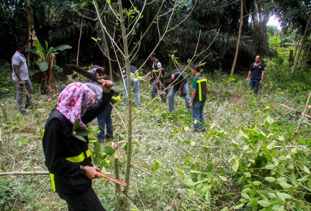 Tanam ketum `berjangkit' ke Negeri Sembilan - Utusan Digital