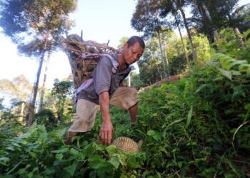 ABD. Hadi Abdullah mengutip durian yang gugur di lereng-lereng bukit di sebuah dusun durian di Kampung Orang Asli Tekir Mentera, Labu, Seremban. – UTUSAN/MOHD. SHAHJEHAN MAAMIN