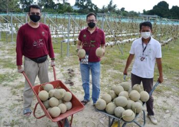 HASNI Mohd. Tayeb, (tengah), Zahari Mohamed (kiri) dan Nashri Adnan (kanan) menunjukkan buah rock melon diusahakan mereka di Kampung Jimah Baru, Port Dickson kelmarin. – UTUSAN/ZAKKINA WATI AHMAD TARMIZI