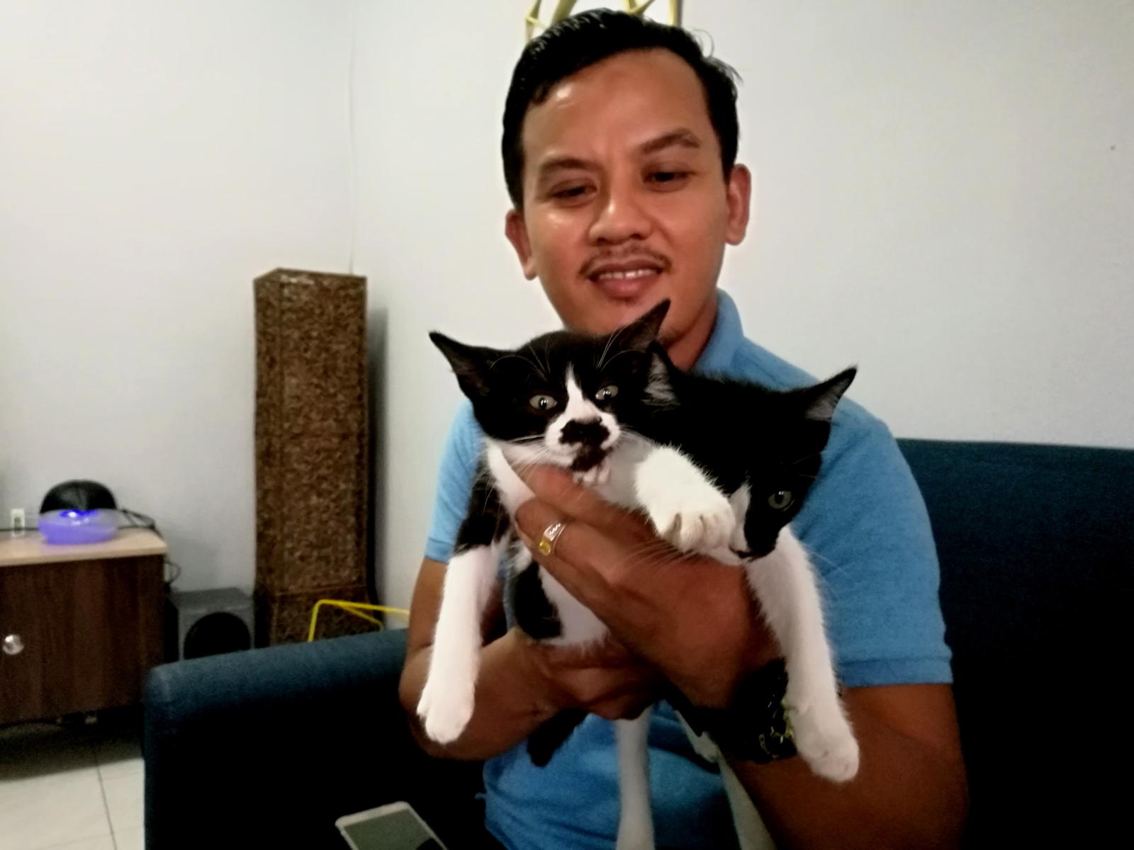 Wira bela nasib kucing terbiar di Rembau, Chembong - Utusan Digital