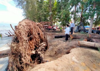 KEADAAN pokok rhu yang tumbang baru-baru ini ekoran hakisan pantai di Pantai Puteri, Tanjung Kling. -UTUSAN/RIZANIZAM ABDUL HAMID