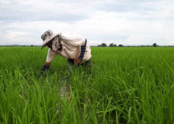 Kerja sawah didakwa memerlukan kos tinggi dan pulangan pula tidak seberapa. – utusan/mohd. zaid mohd. noor