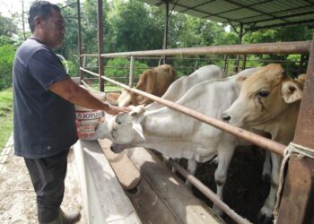 Kita masih bergantung kepada daging import dari negara-negara luar seperti Australia, New Zealand dan India. – Gambar hiasan/Abdul Rashid Abdul Rahman