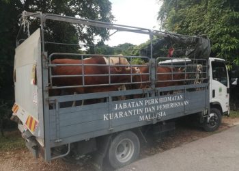 Cubaan sekumpulan 'tentera semut' menyeludup sembilan ekor lembu ke negara ini menggunakan pangkalan haram dipatahkan  anggota Pasukan Gerakan Am (PGA) Batalion 7 Kuantan pada 8 Oktober 2020.