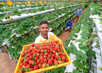 PEKERJA ladang di Tanah Rata, Cameron Highland, Pahang menunjukkan buah strawberi yang dikeluarkan di kawasan berkenaan. - UTUSAN/SHAIKH AHMAD RAZIF