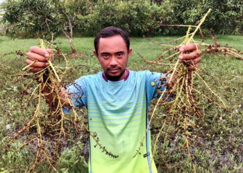 SEORANG pengusaha menunjukkan antara bunga harumanis yang rosak di kebunnya di Simpang Empat, Arau, Perlis.