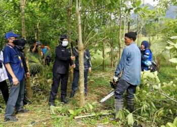 KETUA Polis Perlis, Datuk Surina Saad (dua dari kiri) melibat operasi menebang pokok ketum di Felda Mata Ayer, Padan Besar, Perlis.- UTUSAN/NAZLINA NADZARI