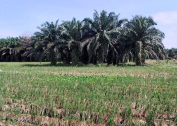 PEMINDAHAN milik tanah pusaka tidak boleh dibuat sewenang-wenangnya tanpa kebenaran waris.  – GAMBAR HIASAN/UTUSAN