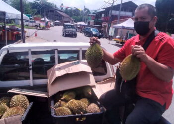 MOHAMAT Muhaiyuddin Osman menunjukkan buah durian yang mula luruh di kawasan Selama semalam. - UTUSAN/ WAT KAMAL ABAS