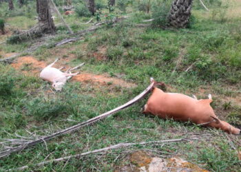 ANTARA lembu yang ditemukan mati di ladang sawit di Lambor Kanan dekat Parit, Perak. – IHSAN PDRM