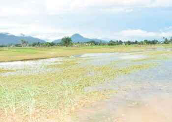 KEADAAN padi yang rosak akibat banjir di Bagan Serai. - UTUSAN/ WAT KAMAL ABAS