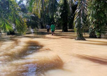 KEADAAN kebun kelapa sawit yang ditenggelami banjir sejak hampir sebulan lalu berikutan ban pecah di Kampung Selat Manggis dekat Teluk Intan. – FOTO/AIN SAFRE BIDIN