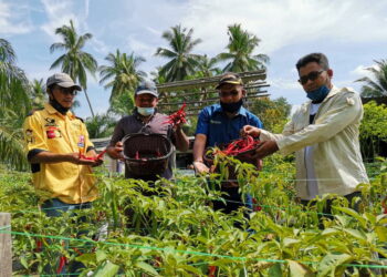 NORDIN Abdul Malek (dua dari kanan) ketika melawat projek tanaman cili fertigasi di Rungkup, Perak.