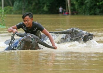 NUR Syafiq Ellanis R. Ismail, 22, menunggang kerbau peliharaannya sambil menarik seekor lagi meranduk air untuk dibawa ke tempat selamat selepas kediamannya di Kampung Minda, Bukit Besi, Dungun, Terengganu dilanda banjir. –  UTUSAN/PUQTRA HAIRRY ROSLI