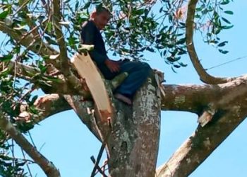 LELAKI berusia 53 tahun dibantu anggota bomba dan penyelamat selepas kakinya tersepit pada dahan pokok machang ketika sedang menebang pokok itu di Kampung Tun Sardon, Bukit Mertajam, Pulau Pinang hari ini.