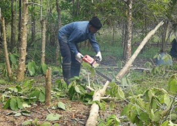 SEORANG pemotong pokok menebang pokok ketum pada operasi menebang pokok tersebut di Felda Mata Ayer, Padang Besar, Perlis pada 30 September lalu.