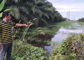 NORPAZLI Samad menunjukkan sawah yang ditenggelami banjir di Bagan Serai hari ini. -UTUSAN/ WAT KAMAL ABAS