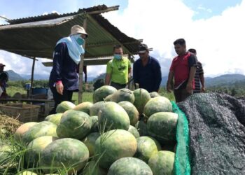 ANTARA tembikai yang tidak laku dijual di Kuala Balah, Jeli Kelantan semalam