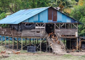 Kawasan perlindungan anjing liar yang diuruskan Persatuan Haiwan Terbiar Furrykids Safe Haven di Kampung Mawar, Mambau dekat sini terjejas akibat banjir kilat yang melanda sekitar kawasan Seremban, semalam. – UTUSAN/MUHAMMAD IZZAT TERMIIZE.