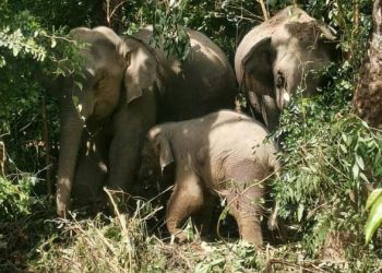 KUMPULAN gajah yang ditangkap Perhilitan Kelantan di Tanah Merah semalam