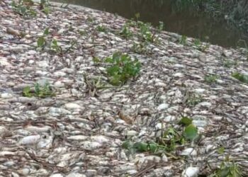 RIBUAN ikan yang mati di Sungai Tumboh dekat Kampung Gajah, Perak yang tular dalam laman sosial Facebook. - GAMBAR MEDIA SOSIAL