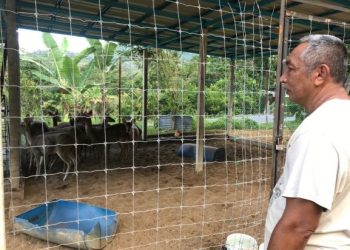 MOHD. Zaid Zakaria menunjukkan ternakan rusanya di Kampung Sungai Sam, Kuala Krai, Kelantan. -UTUSAN/ AIMUNI TUAN LAH