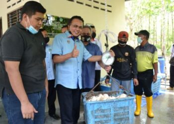 MOHD. Salim Mohd. Sharif (dua, kiri) menimbang getah sekerap di depo pengumpulan getah dalam Program Pekebun Kecil Makmur dan Pelancaran Gerakan Semburan Penyakit Pestalotiopsis di Kampung Lonek, Jempol, hari ini.- UTUSAN/ZAKKINA WATI AHMAD TARMIZI.