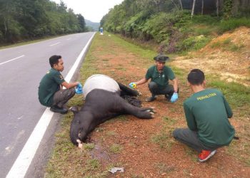 SEEKOR tapir betina seberat kira-kira 350 kilogram ditemukan mati dipercayai dilanggar kenderaan di Jalan Kahang Barat Kluang Johor awal pagi tadi.