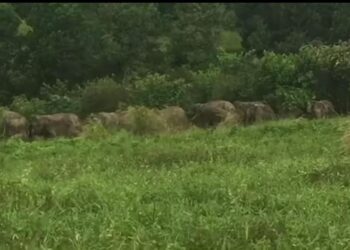 FELDA Bukit Easter, Kota Tinggi digemparkan dengan kehadiran kira-kira 18 ekor gajah kelmarin. - MEDIA SOSIAL