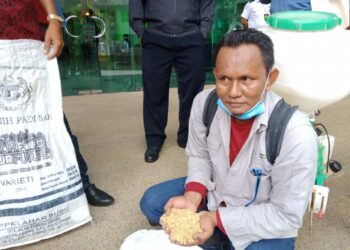 Ahli Jawatankuasa Pesawah Bagan Serai, Perak, Azhar Hashim menunjukkan benih padi yang terpaksa dihasilkan sendiri kerana tiada bekalan di pasaran. - UTUSAN/HASIF IDRIS