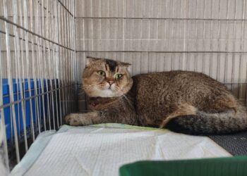 KUCING baka Scottish Fold yang dirampas MAQIS Selangor di KLIA pada Selasa lalu.