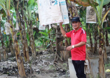 MOHD. Nasir Abd. Salam bersama tanaman pisang berangan di kebunnya di Kampung Parit Keroma Laut, Pontian.