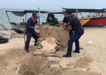 BANGKAI penyu jantan dewasa yang ditemukan mati dipercayai dibunuh nelayan dalam kejadian di Kampung Mengabang Telipot di Kuala Nerus, Terengganu.