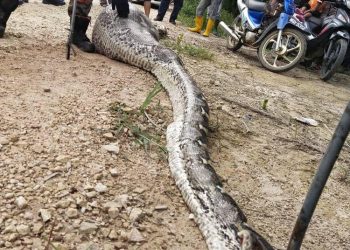 SEEKOR ular sawa yang kekenyangan makan babi ditangkap dalam kejadian di Kampung Parit Semo Ayer Hitam Batu Pahat kira-kira 4 petang hari ini.