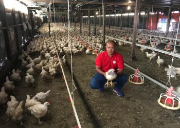 KAMARUL Azli Mat Ali bersama ayam daging yang diternaknya di Kampung Lepan Jaya, Gua Musang, Kelantan.