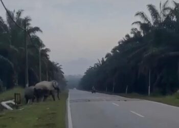 KUMPULAN gajah dilihat melintasi jalan menuju ke Ladang Projek Pertanian Moden Kluang, Batu 16, Kluang. - GAMBAR MEDIA SOSIAL