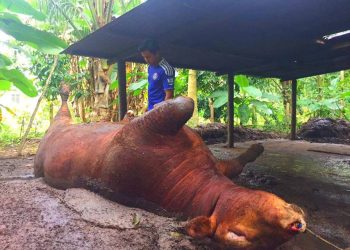 HAZIQ Aklan Zanudin sugul melihat bangkai lembu miliknya yang mati secara mengejut semalam di Kampung Permatang Sungkai, Pasir Puteh.