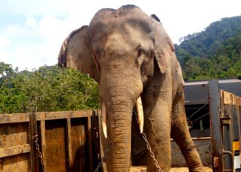 GAJAH jantan liar berusia 30 tahun dengan berat lebih dua tan berjaya dibawa naik ke atas lori sebelum dibawa ke Pusat Konservasi Gajah Kuala Gandah, Pahang.