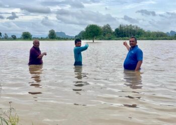 PARA pesawah menunjukkan bendang yang tenggelam sehingga paras pinggang di Kampung Oran, Mata Ayer, Perlis hari ini.- UTUSAN/ MOHD. HAFIZ ABD. MUTALIB