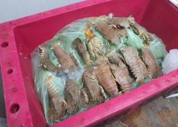 UDANG dirampas Maqis Johor selepas dikesan cuba diseludup ke Singapura.-Gambar Maqis Johor