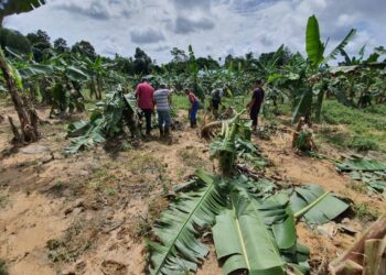 Seramai 16 pekebun pisang di Kampung Darat Teladas, Air Putih di Kemaman kerugian kira-kira RM50,000 selepas sebahagian pokok pisang mereka ditenggelami banjir.

Sebahagian pagar elektrik di kebun pisang di di Kampung Darat Teladas, Air Putih di Kemaman rosak akibat banjir.

Gambar : NIK NUR IZZATUL HAZWANI NIK ADNAN