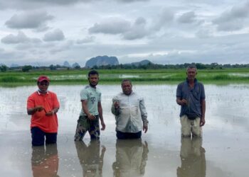 LEBIH 200 pesawah dari beberapa kawasan sekitar Arau resah apabila setiap kali hujan lebat kawasan sawah seluas 250 hektar itu ditenggelami air sehingga paras pinggang sehingga menyebabkan kerugian ratusan ribu ringgit. Para pesawah menunjukkan padi yang rosak akibat ditenggelami air di kawasan sawah Jawi, Bakong, Arau, Perlis hari ini.- UTUSAN/MOHD. HAFIZ ABD. MUTALIB