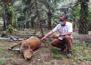 Pengurus Felda Kertih 4, Mohd. Azimi Hassan menunjukkan bangkai lembu yang dibaham harimau di Ladang Felda Kertih 4.