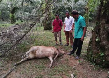 Mohd. Azimi Hassan (tengah) bersama dua peneroka melihat bangkai seekor lembu yang menjadi korban 'pak belang' di Ladang Felda Kertih 4.